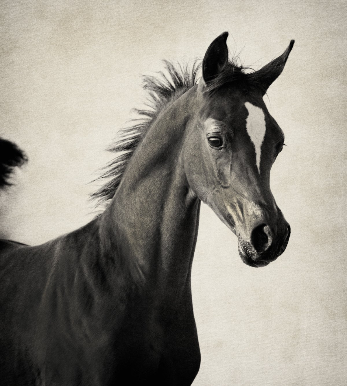 Арабская лошадь обои