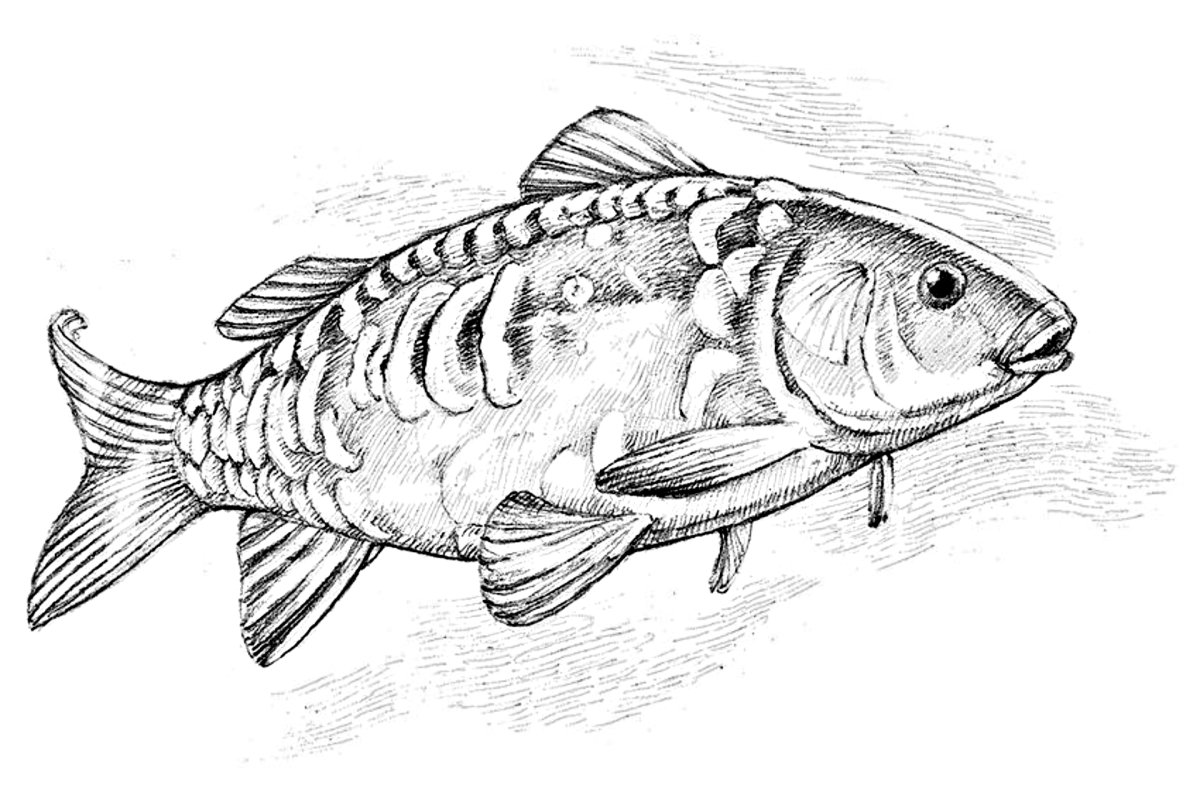 Раскраска сазан