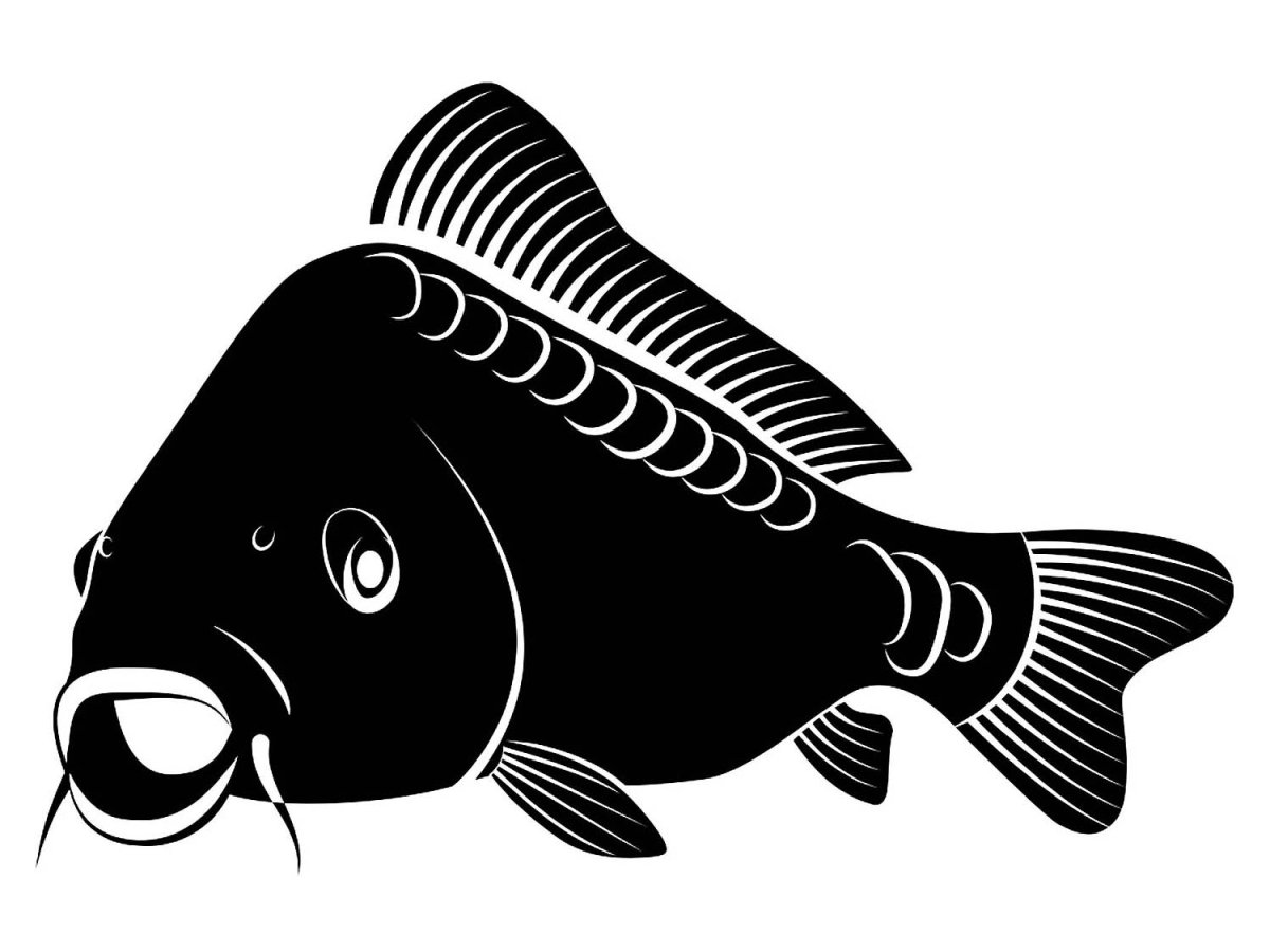 Рыба сазан вектор