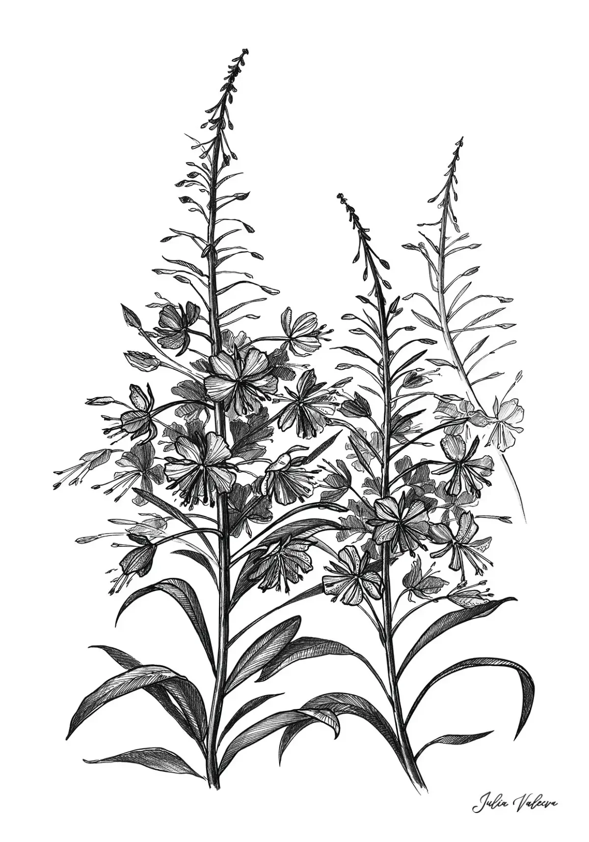 Кипрей узколистный