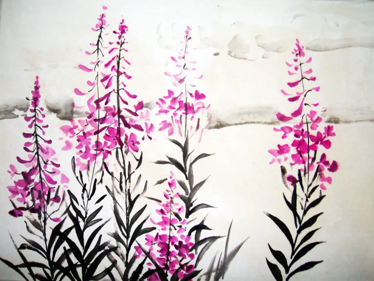 Иван чай Ботанический рисунок