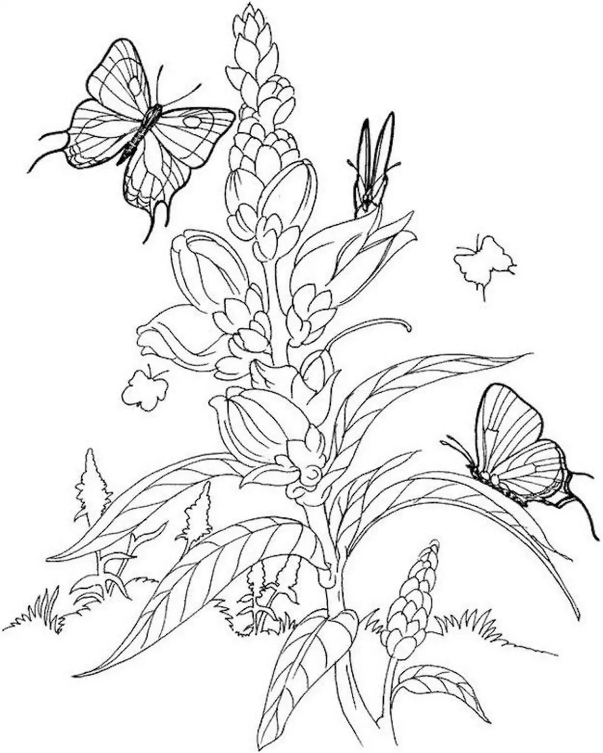 Зверобой раскраска