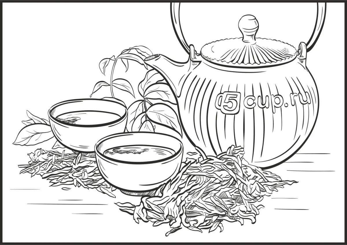 Жасмин растение рисунок