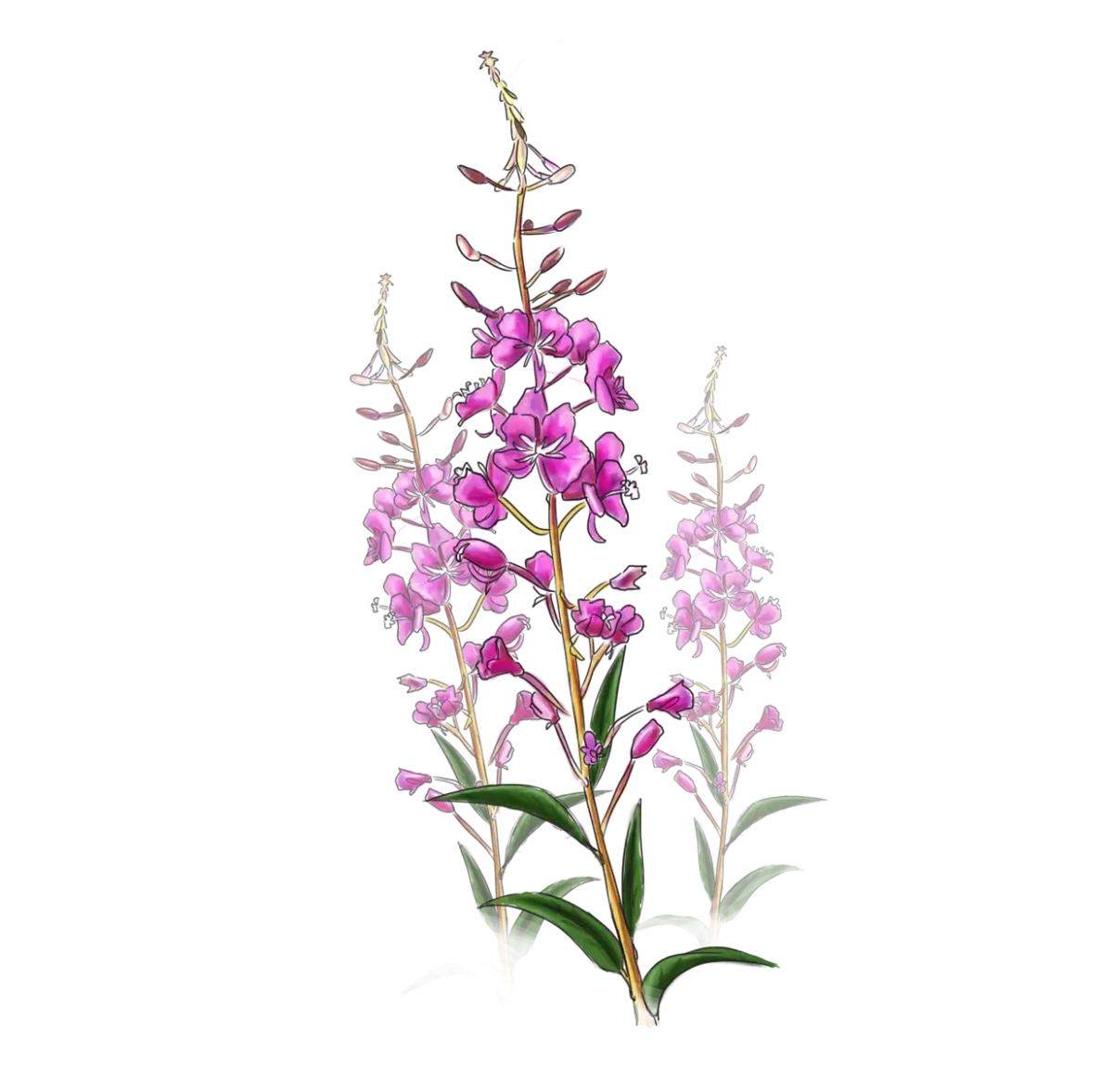 Раскраска кипрей Иван чай