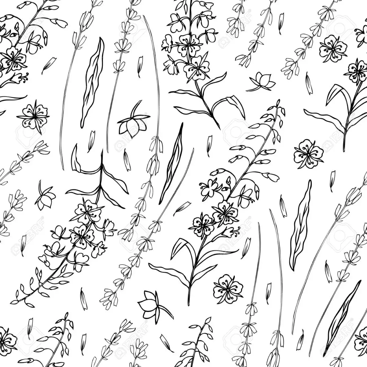 Иван чай рисунок вектор