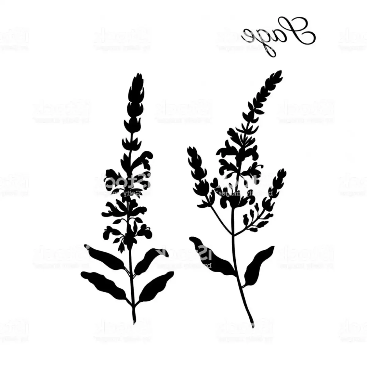 Кипрей узколистный