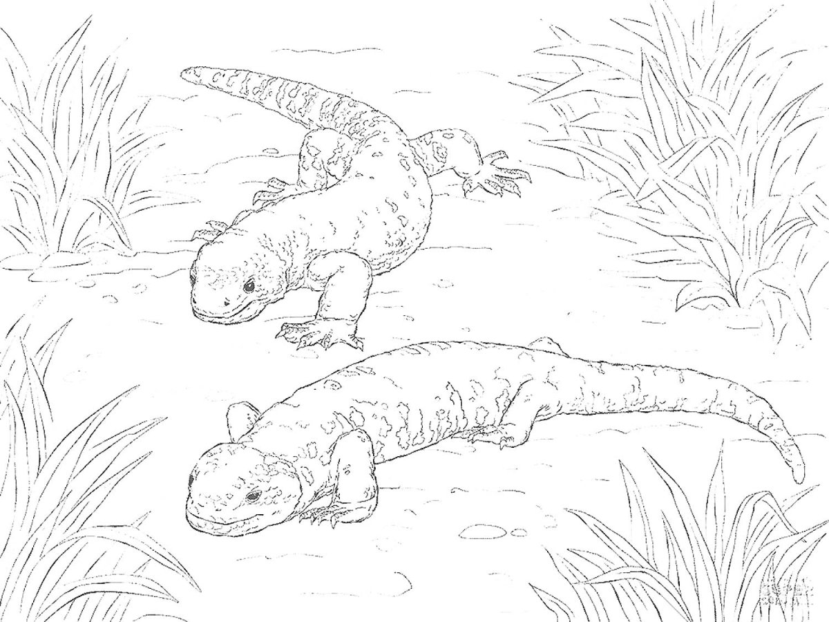 Комодский Варан раскраска