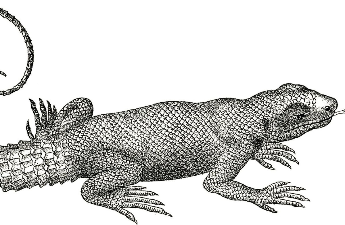 Ящерица раскраска для детей