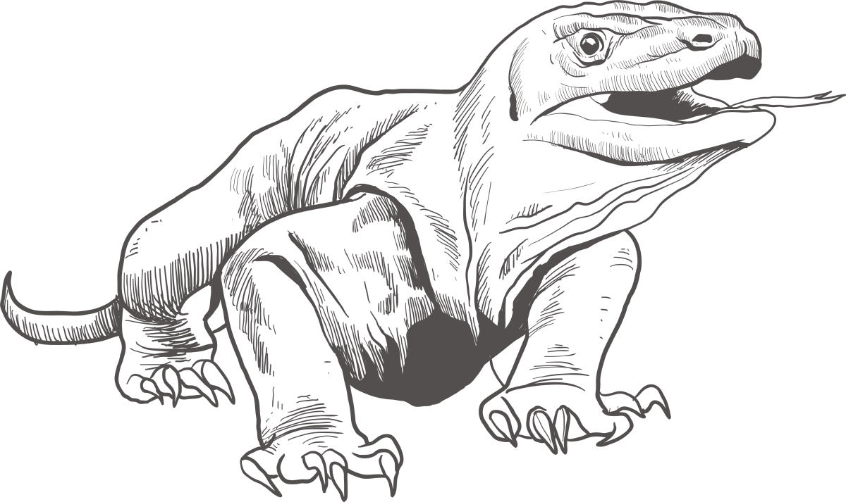 Ящерица Комодский Варан