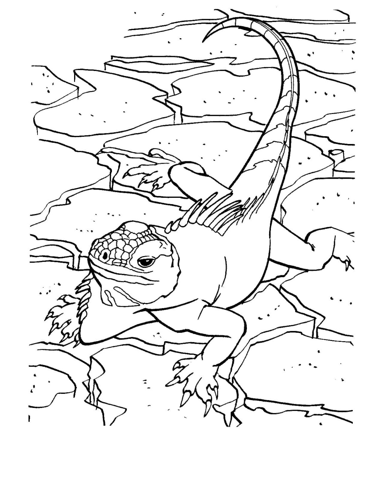 Раскраска шлемоносный Василиск