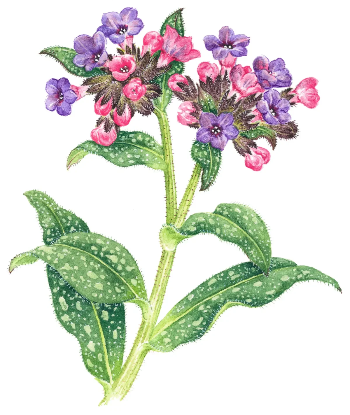 Медуница иллюстрация