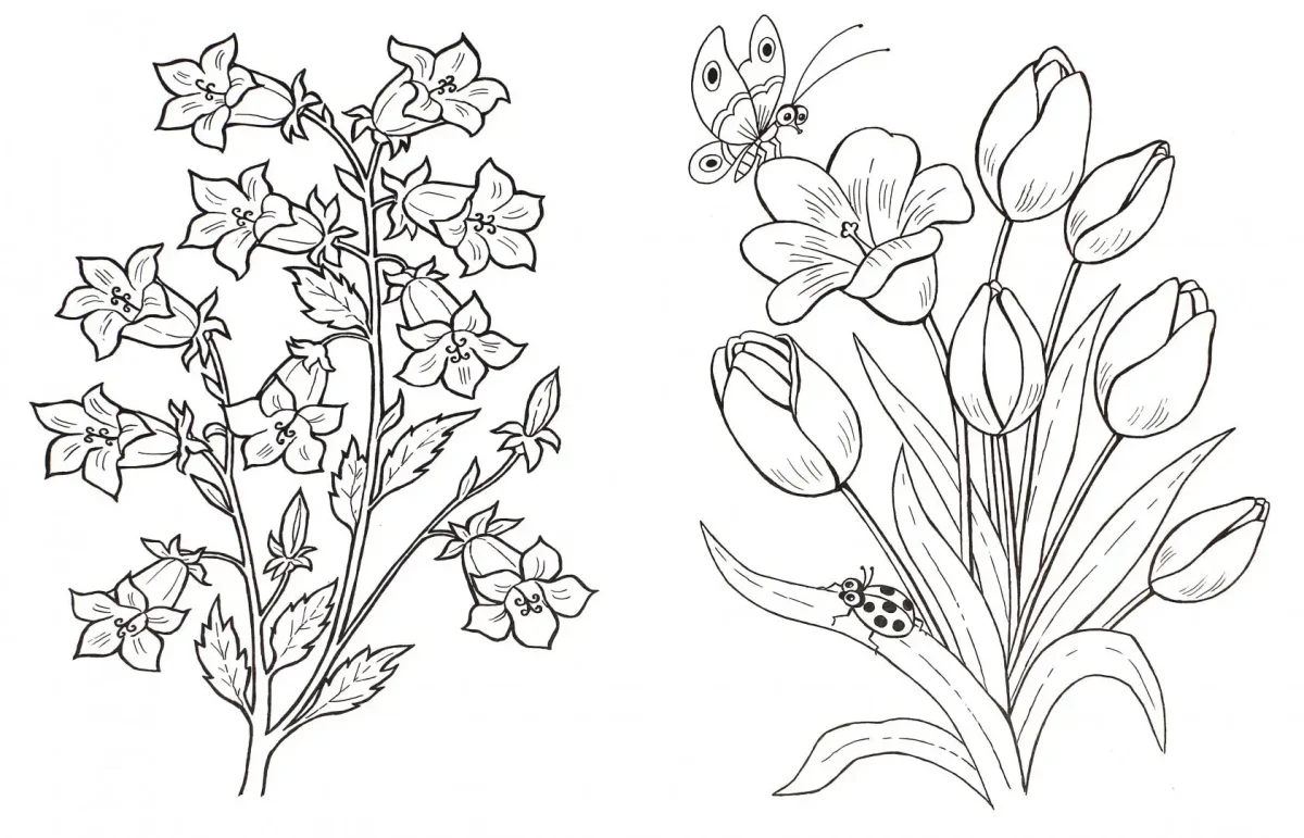 Фиалка надрезная раскраска