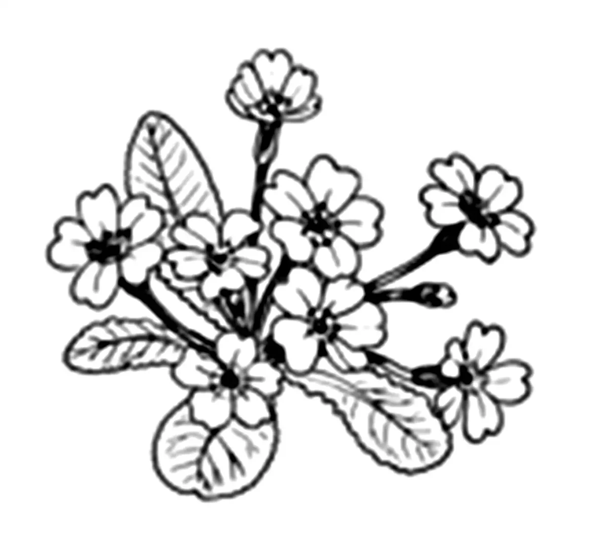 Раскраски широколистных растений