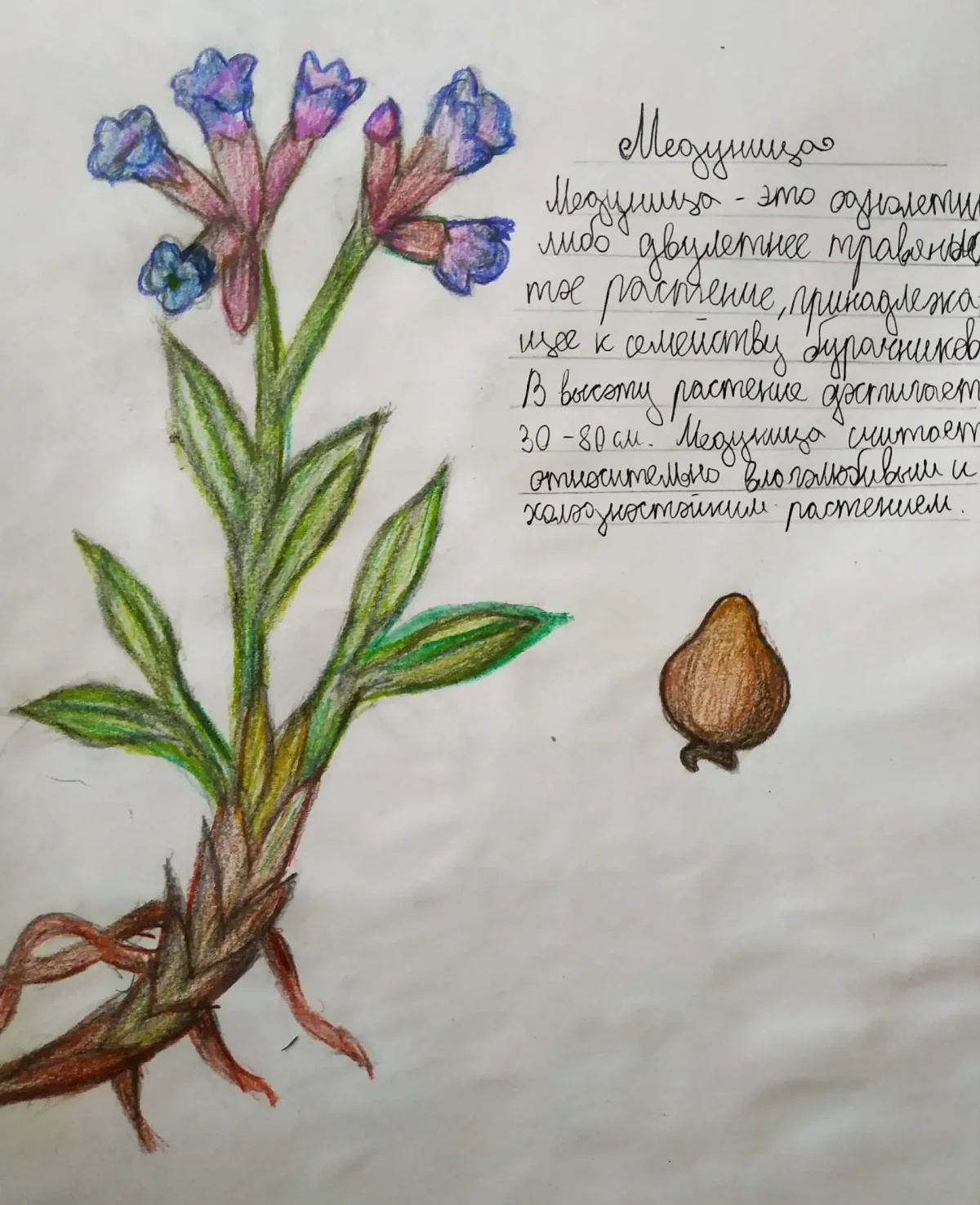 Анютины глазки раскраска