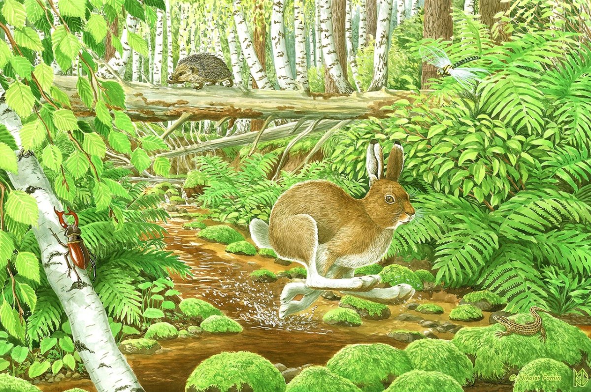 Николай Фомин жуки