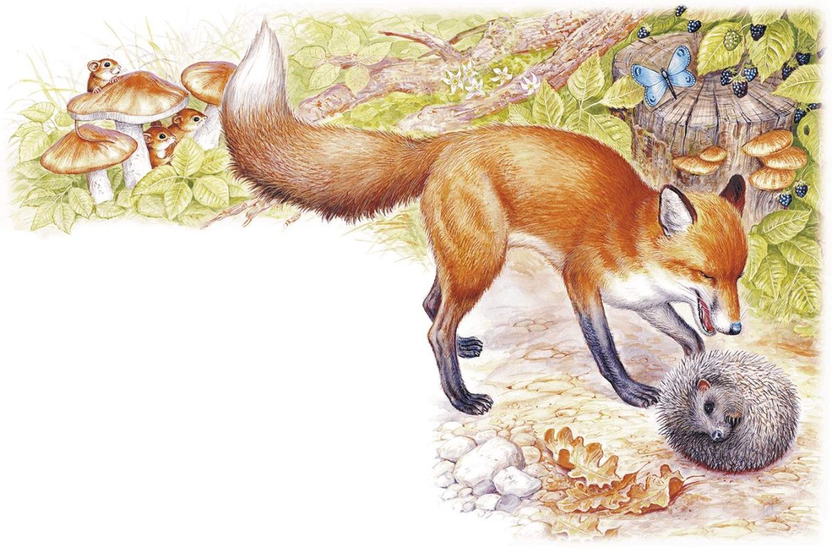 Олененок раскраска для детей