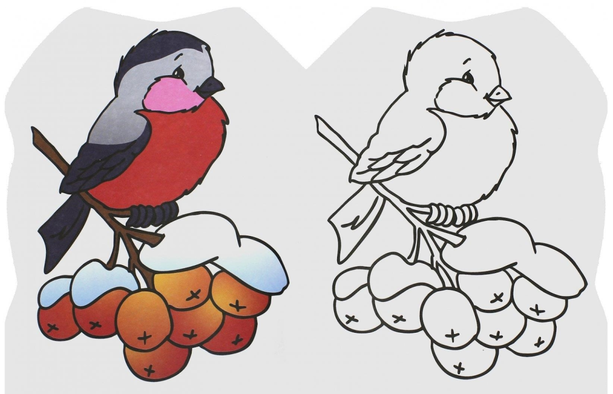 Раскраска Снегирь 2 класс