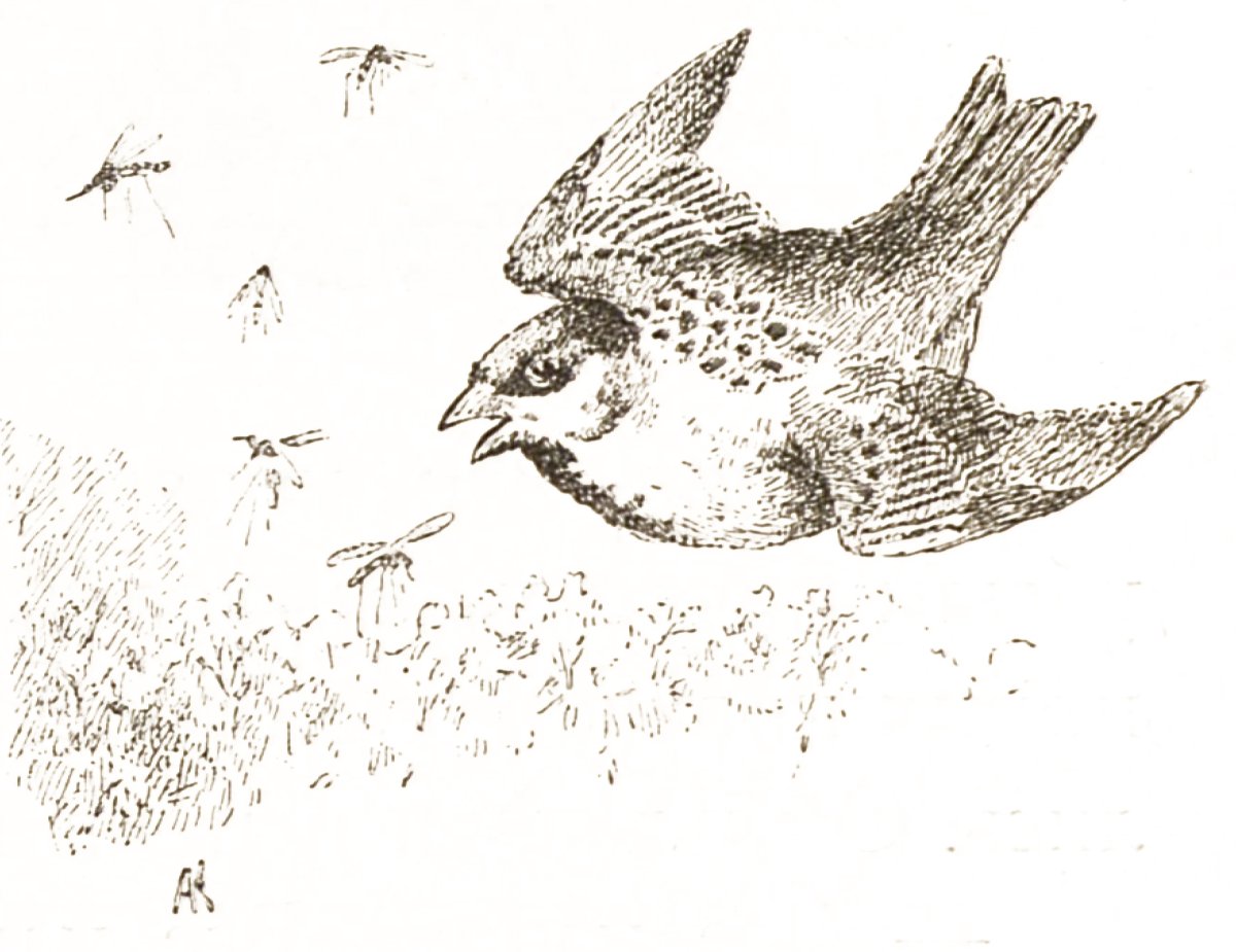 Воробей Воробеич и Ерш Ершович и трубочист Яша