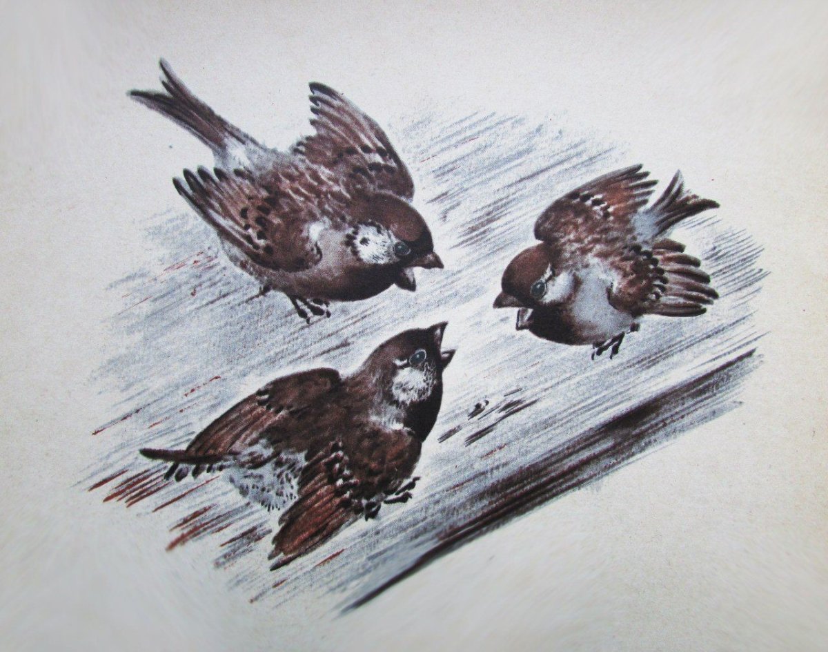 Воробей иллюстрация