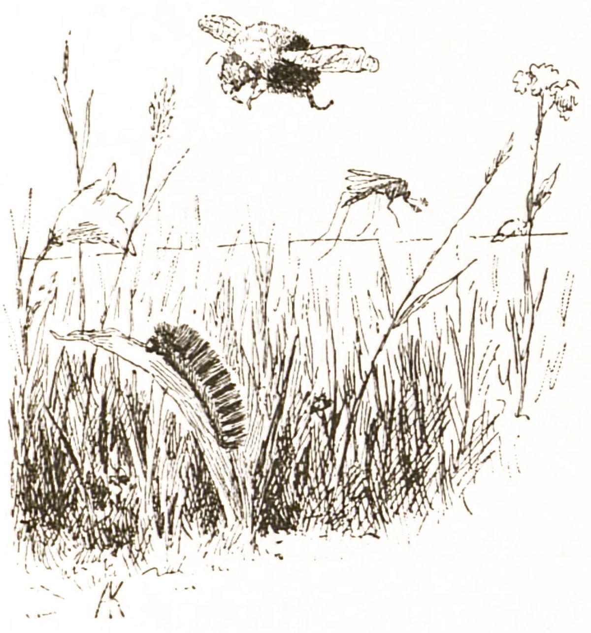 Птицы акварелью