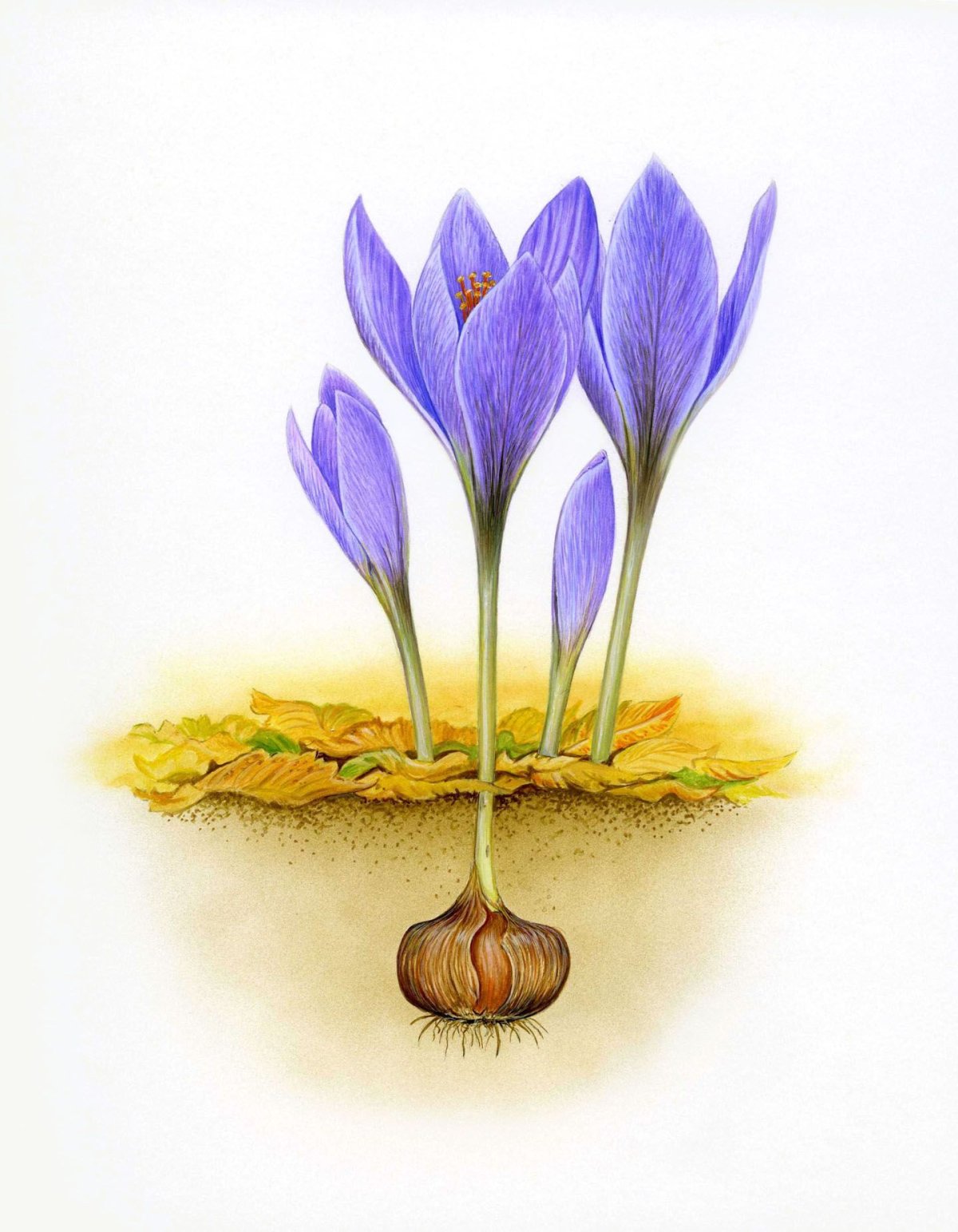 Крокус шафрановый Ботанический рисунок