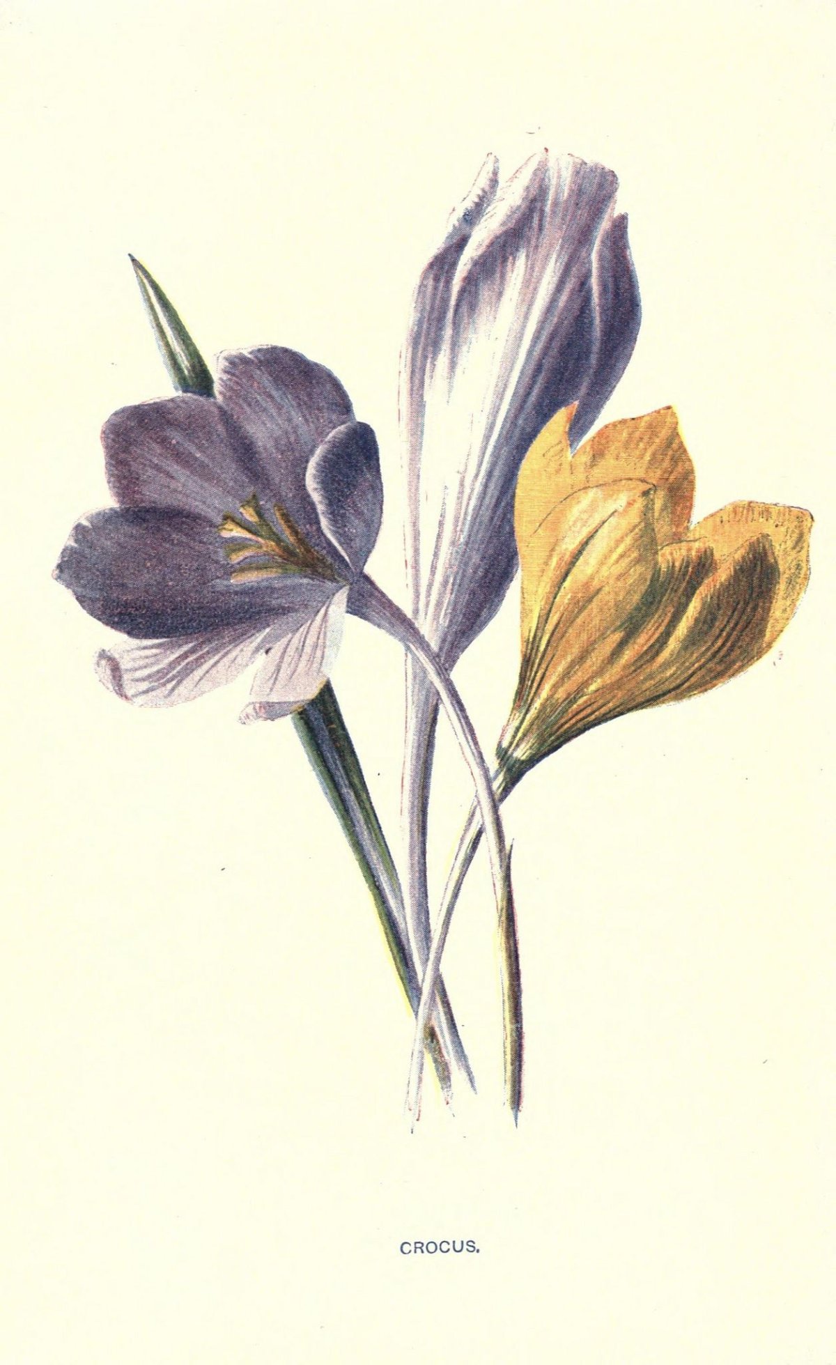 Ботаническая живопись крокусы
