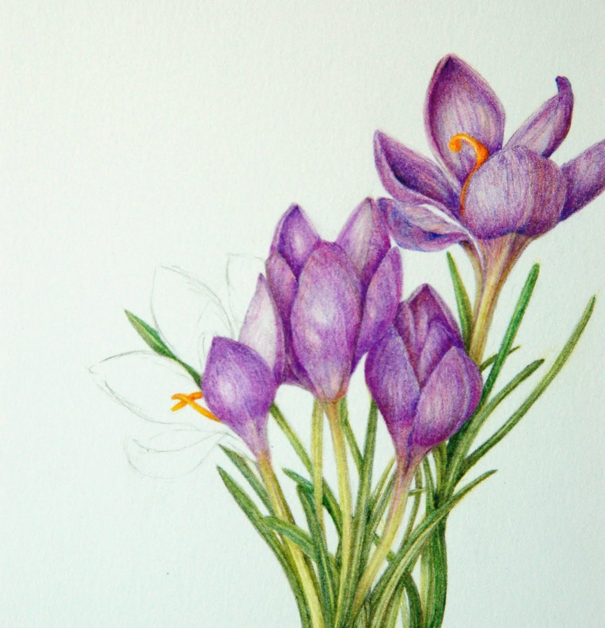 Крокус Ботаническая иллюстрация