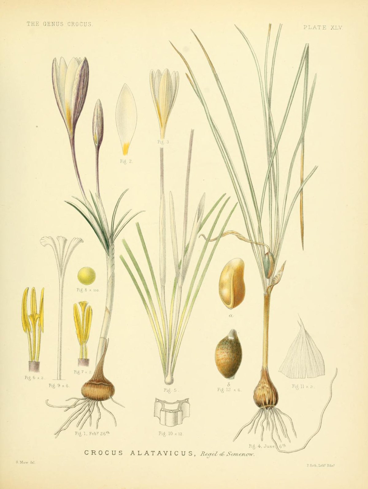 Крокус Ботаническая иллюстрация