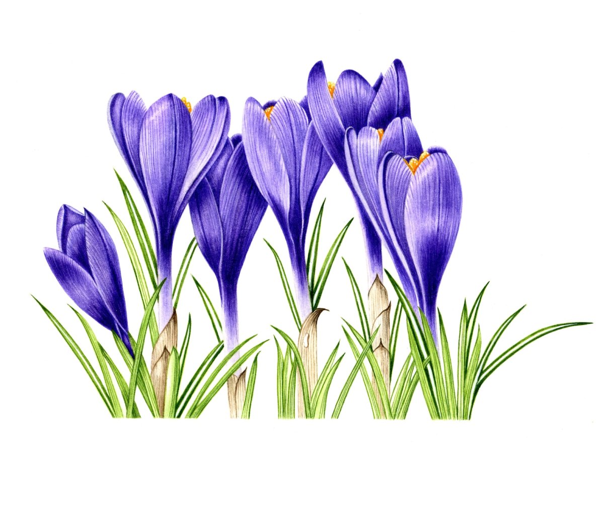 Крокус схематичное изображение