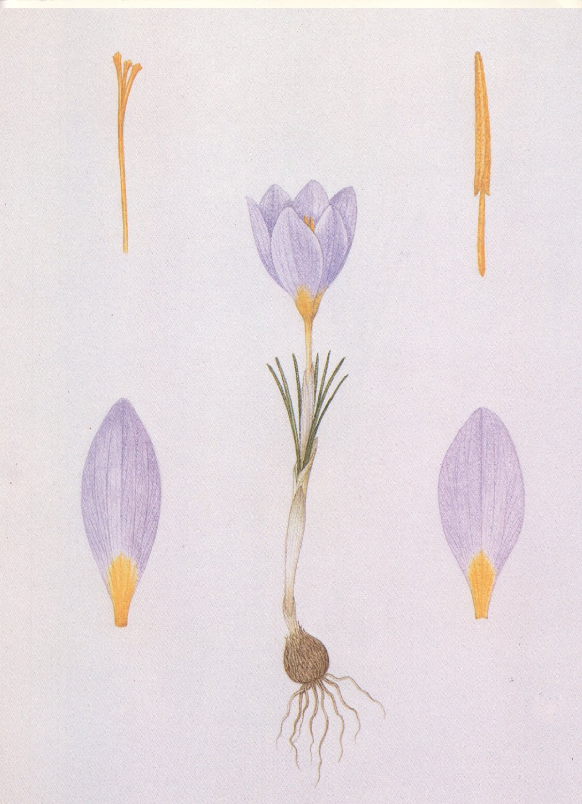 Ботаническая живопись крокусы
