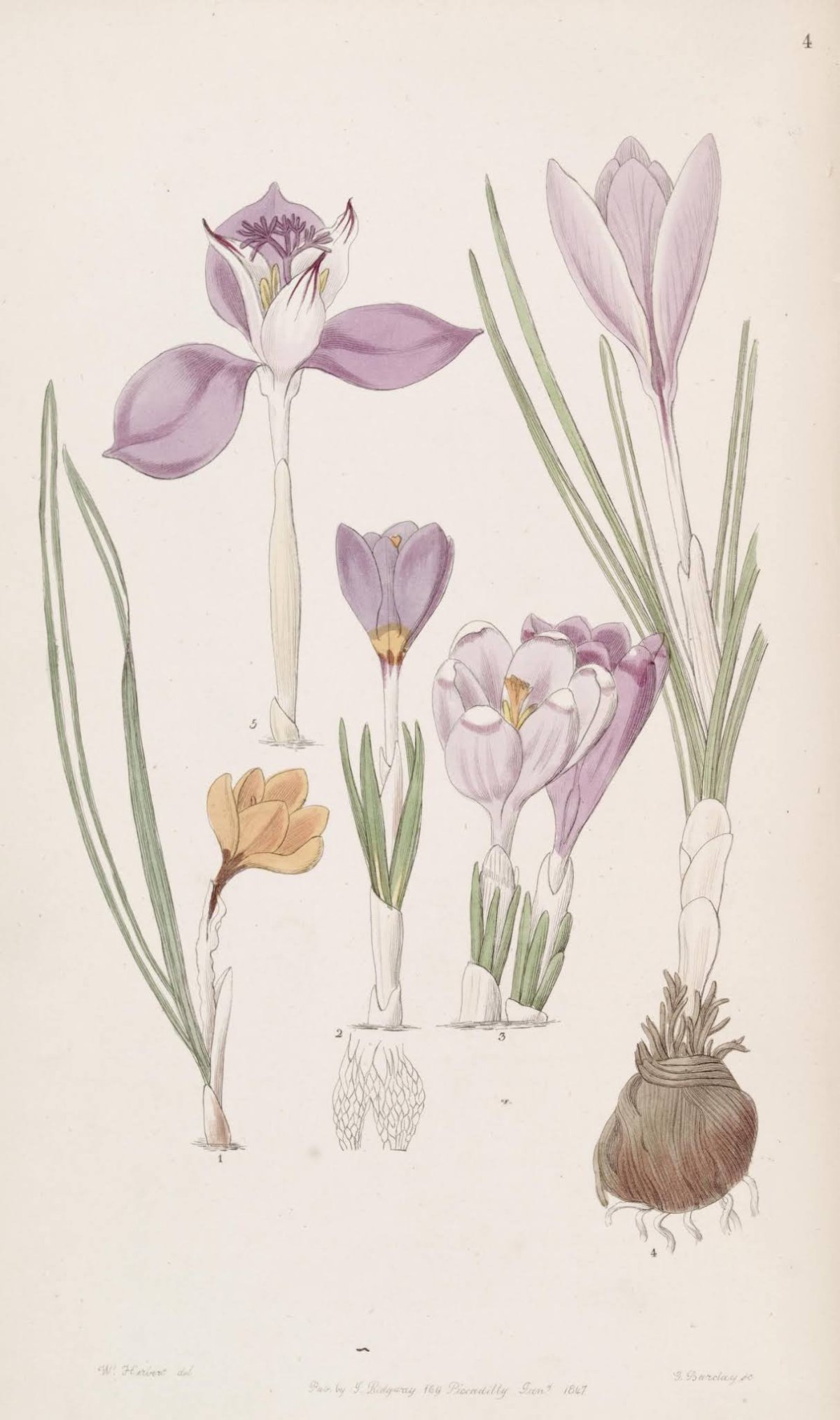 Марджолейн Бастин