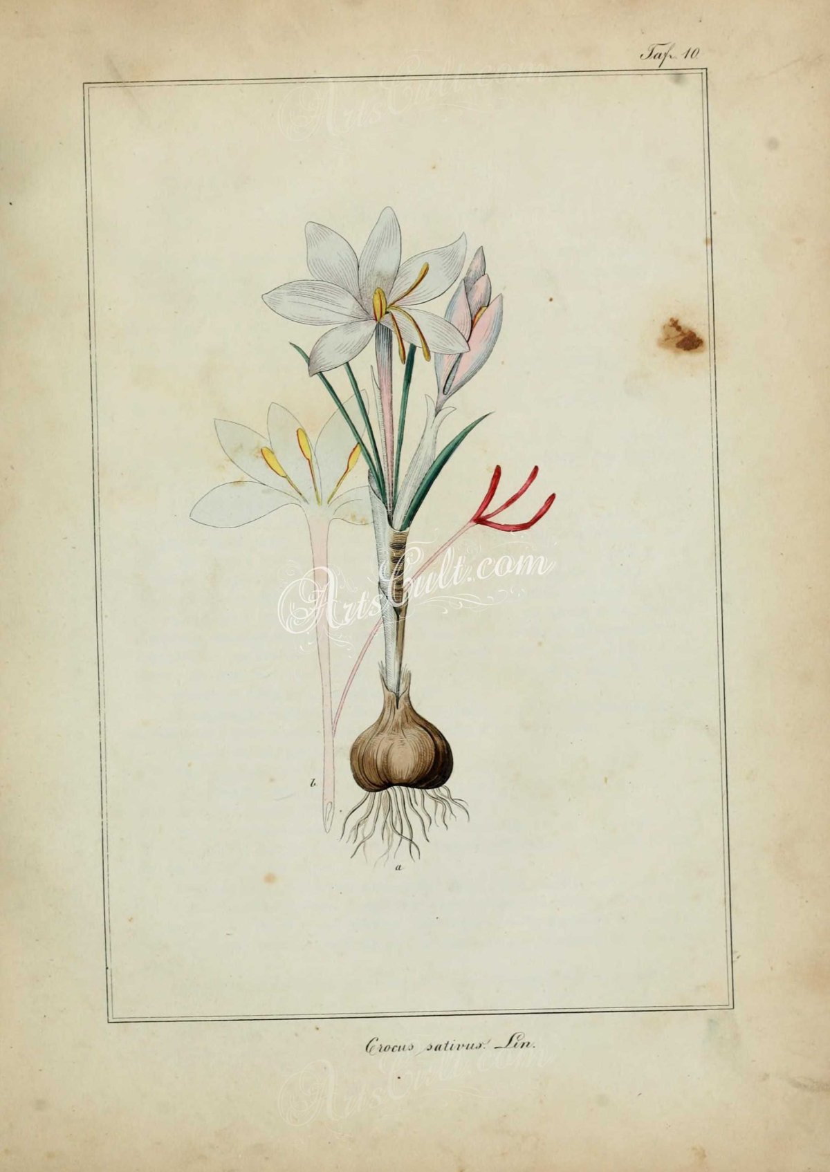 Ботанический атлас Крокус