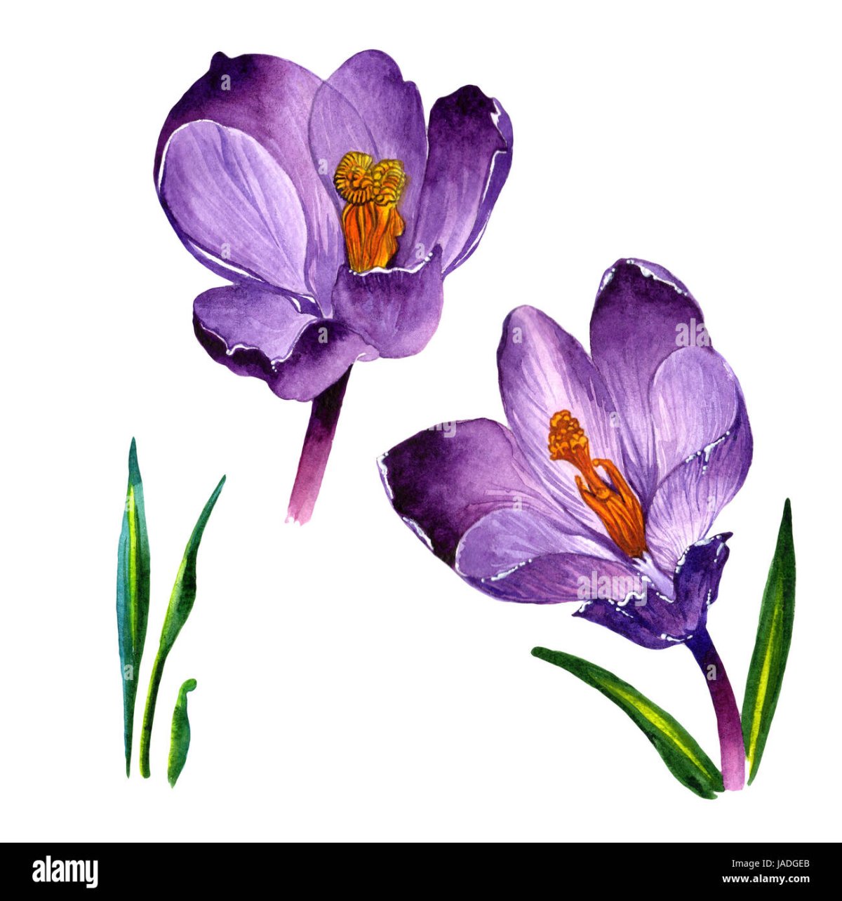 Ботанический атлас Пьера редуте