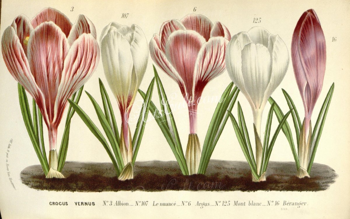 Луковичные растения Крокус