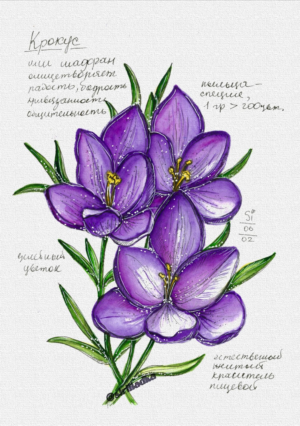 Крокус Ботаническая акварель