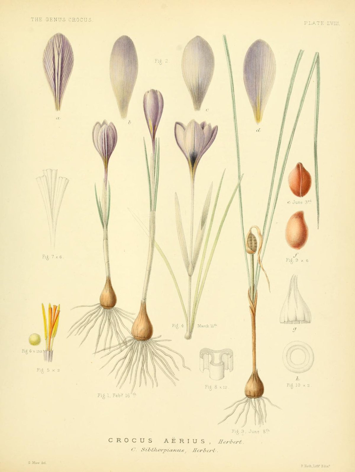 Крокусы акварелью