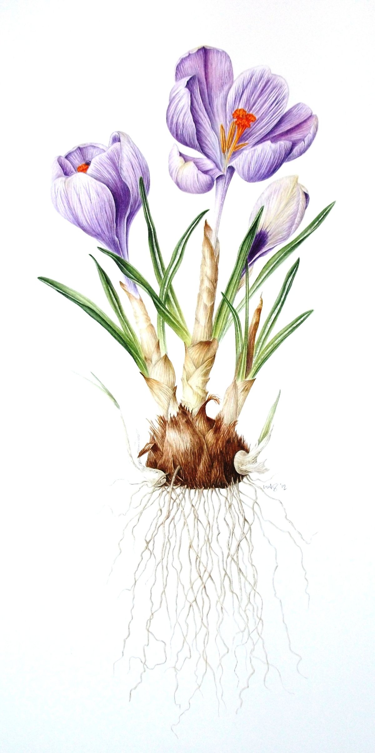 Шафран посевной Ботаническая иллюстрация