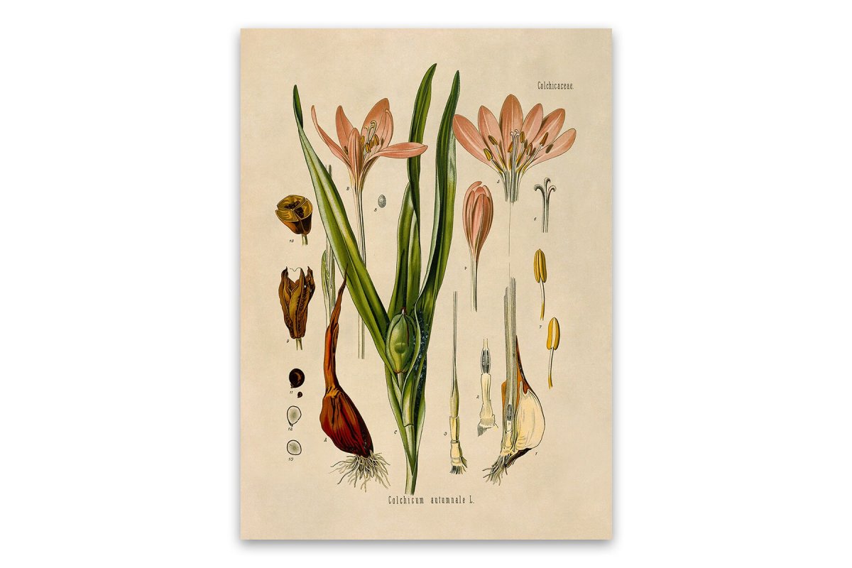 Ботанический скетчинг акварелью крокусы