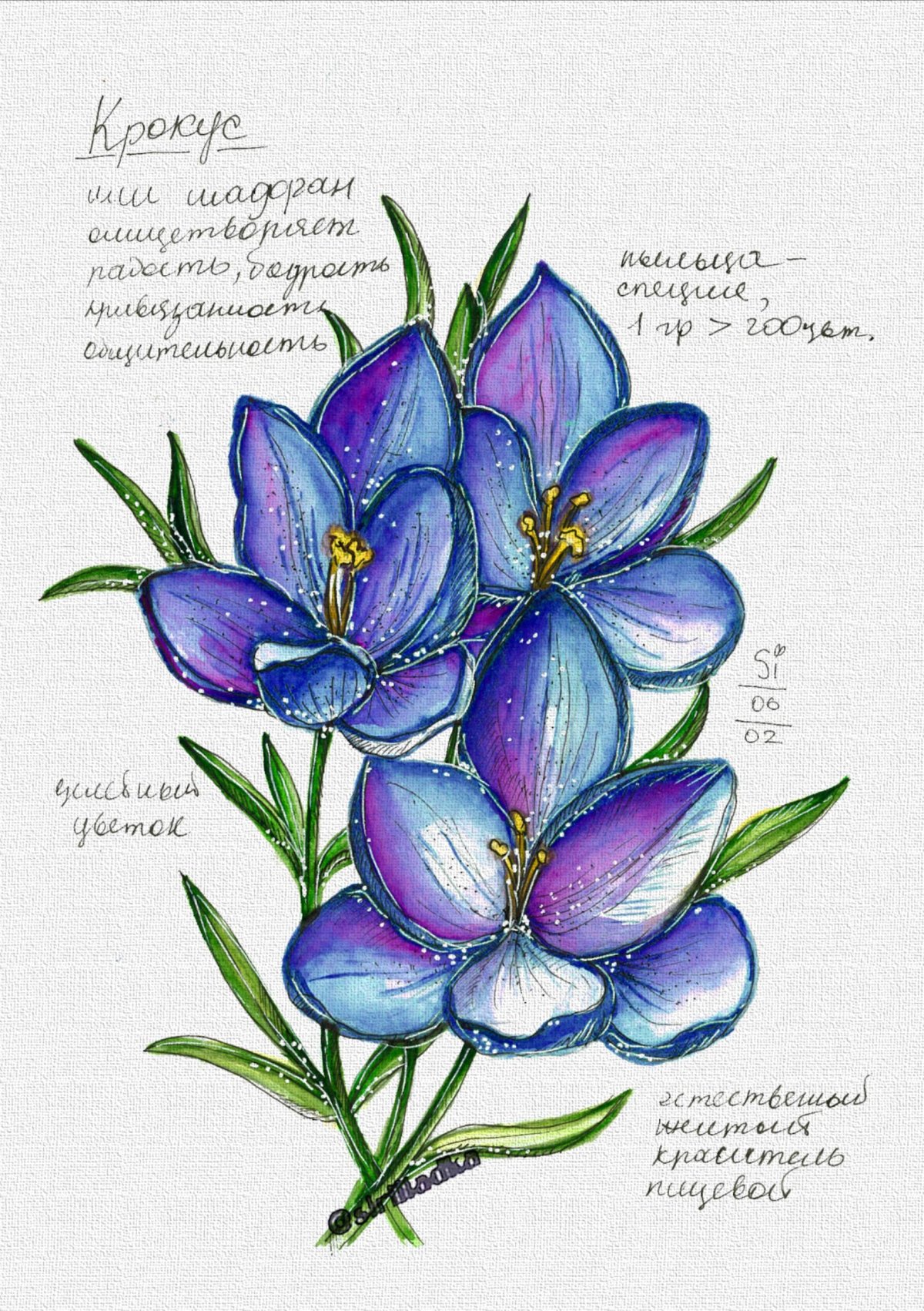 Крокус Botanical