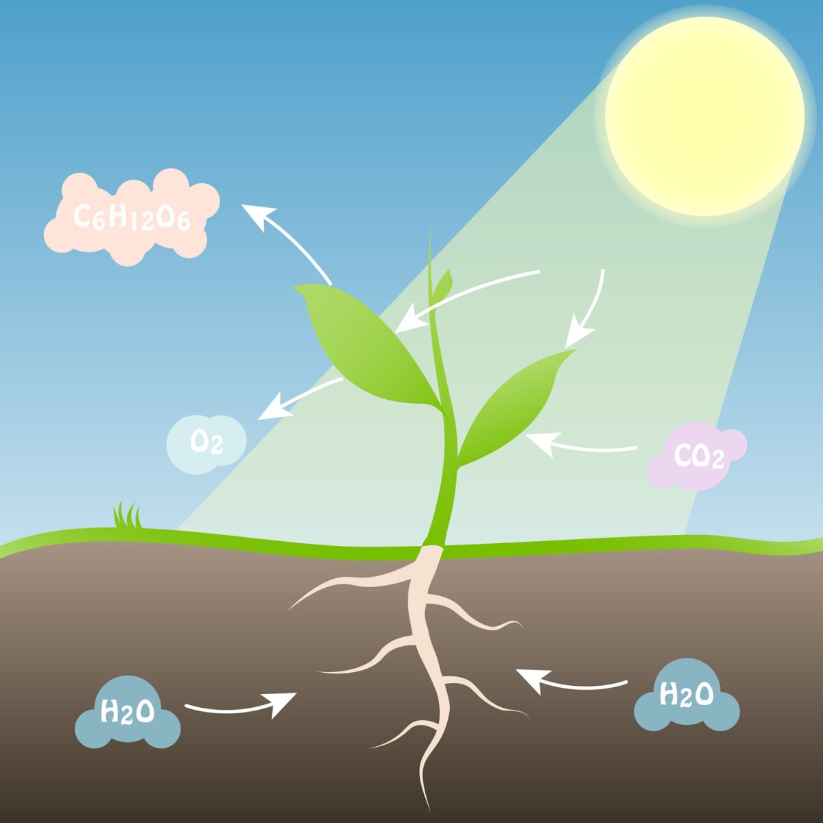 Фотосинтез раскраска