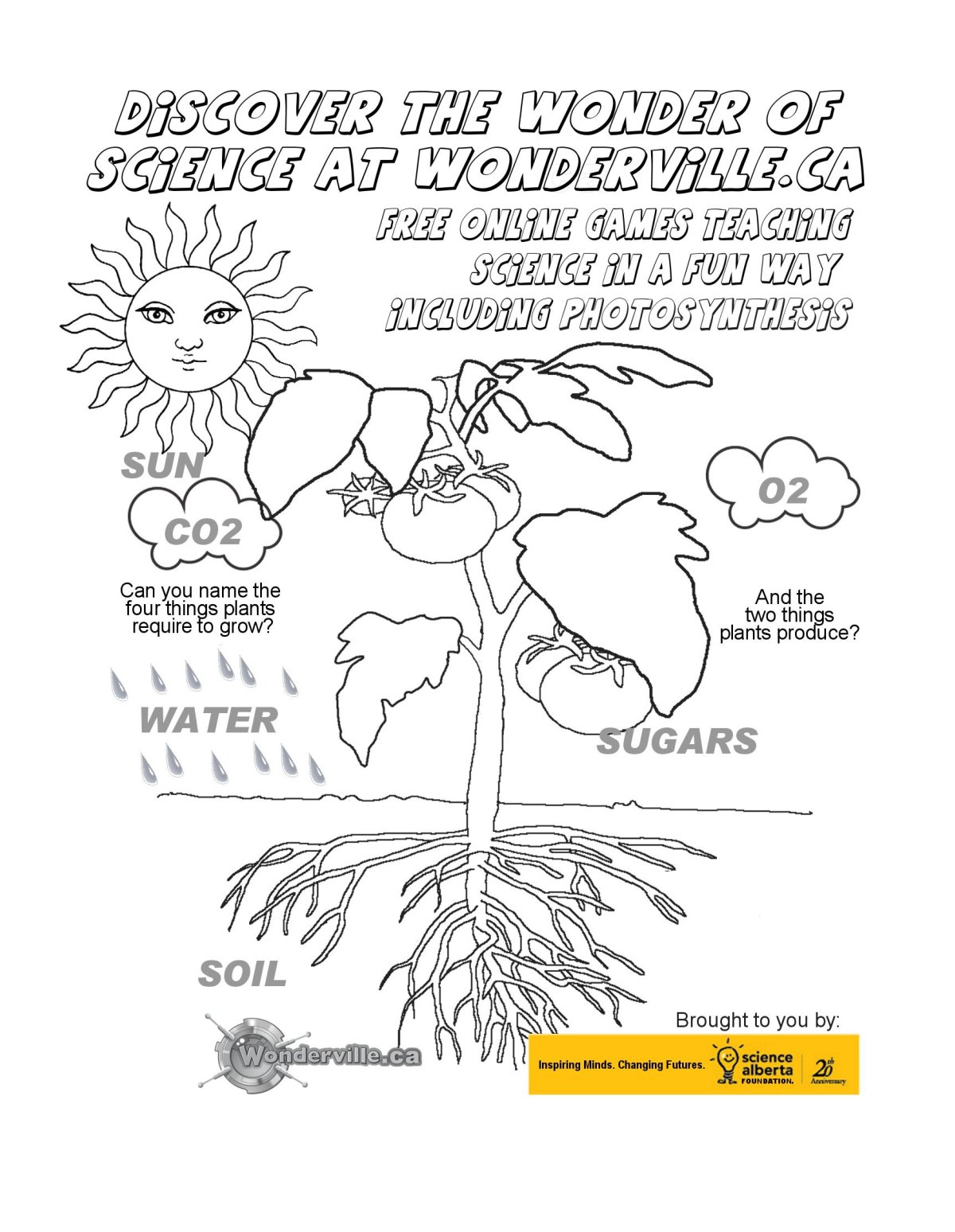 Photosynthesis Worksheet