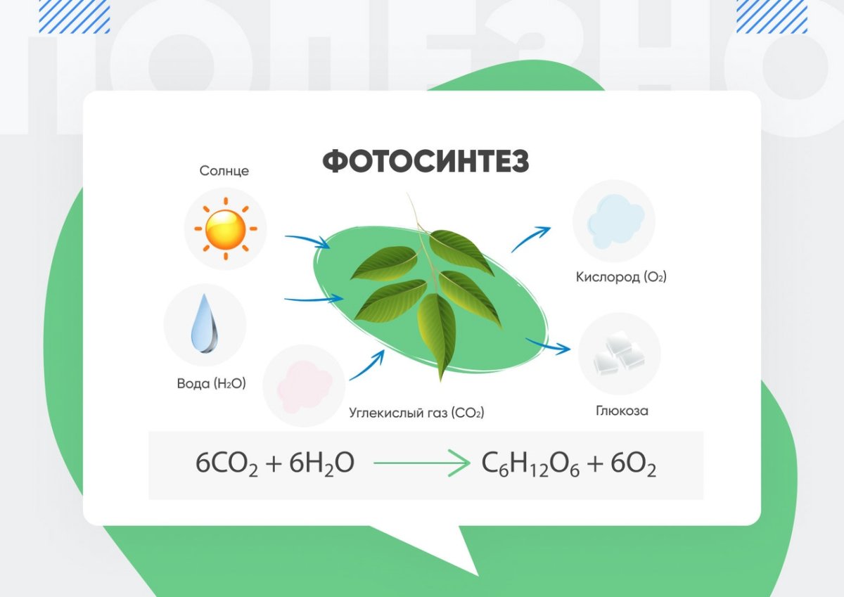 Photosynthesis Worksheet