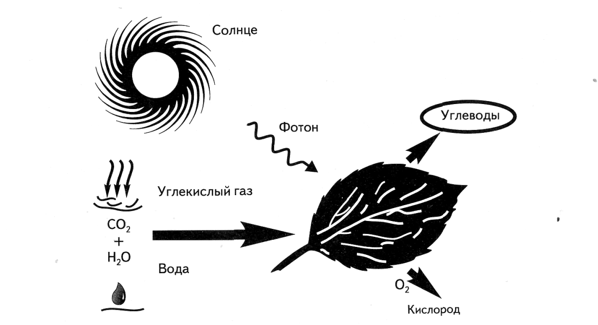 Фотосинтез растений