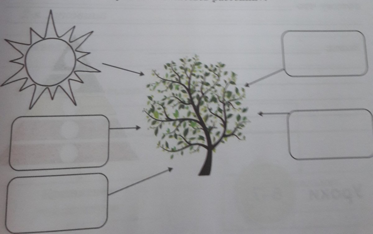 Раскраска фотосинтез