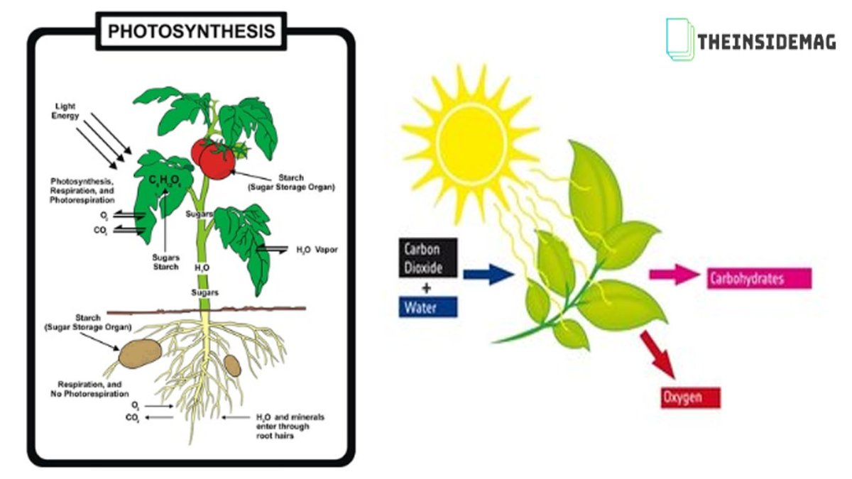 Фотосинтез класс 6 класс