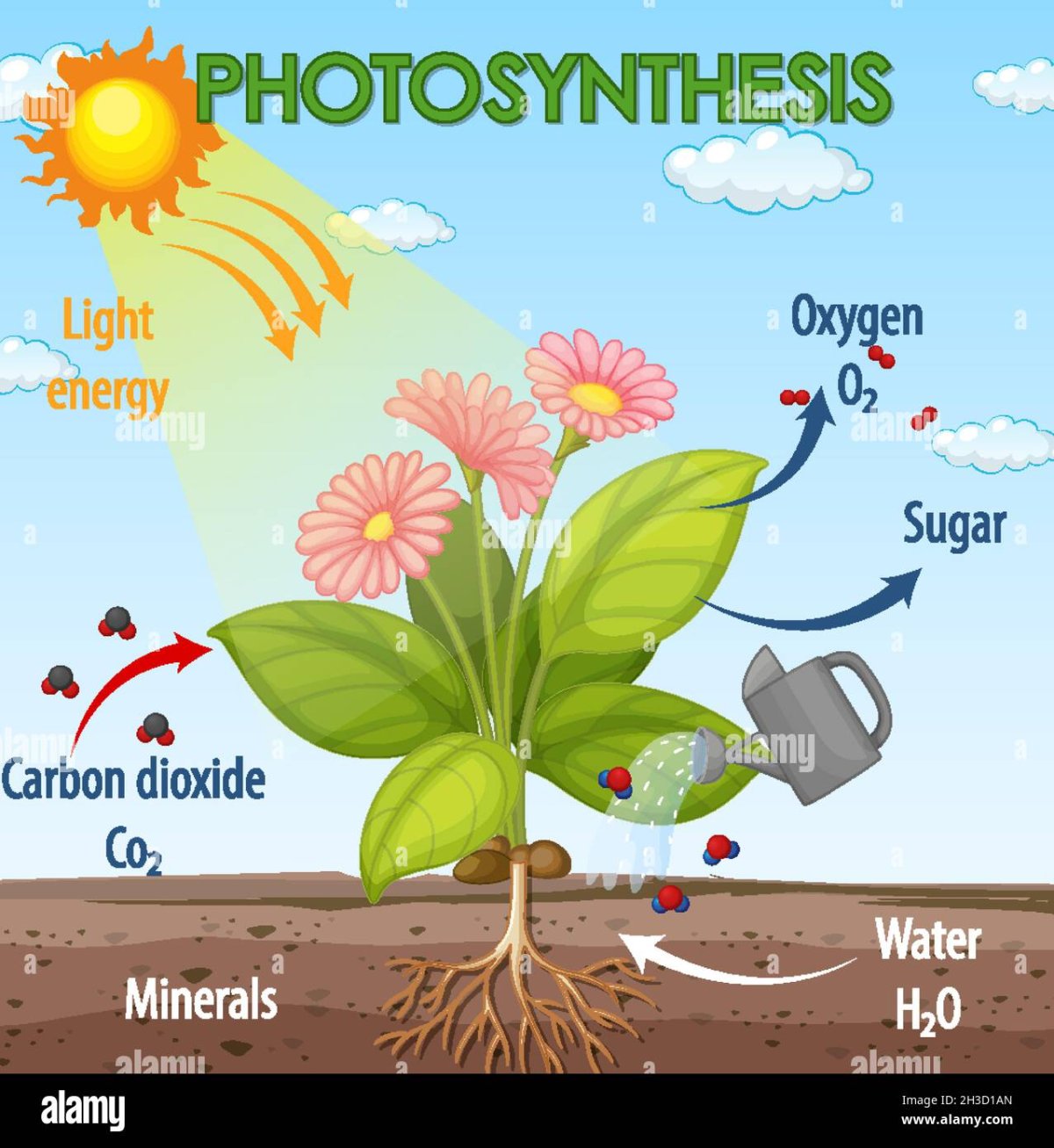 Растения и кислород