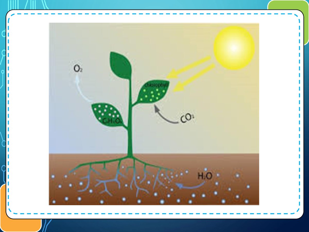 Фотосинтез растений рисунок