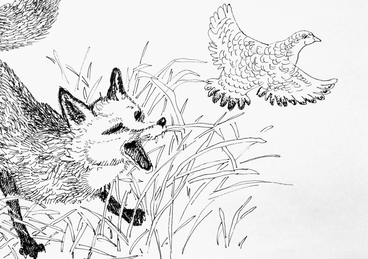 Раскраска к сказке лиса и тетерев