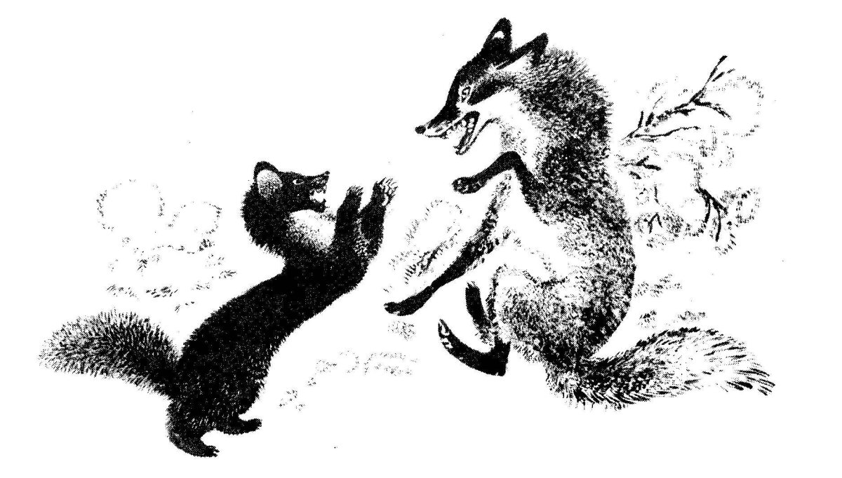Ворона и лисица раскраска