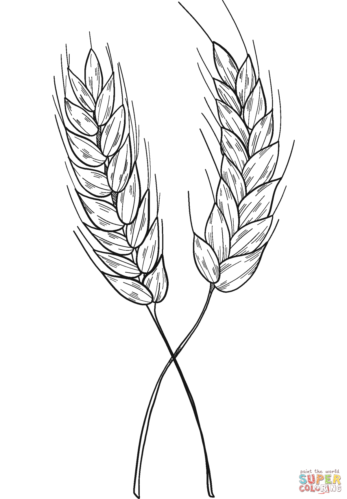 Сноп пшеницы вектор